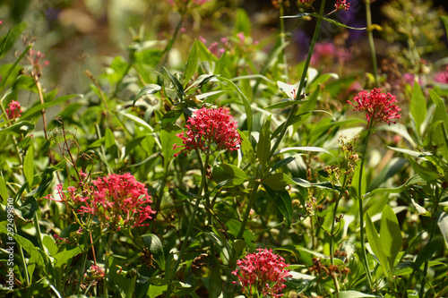 spur valerian or jupiters beard with beauty red flowers  red valerian or centranthus ruber flowers in early autumn sun