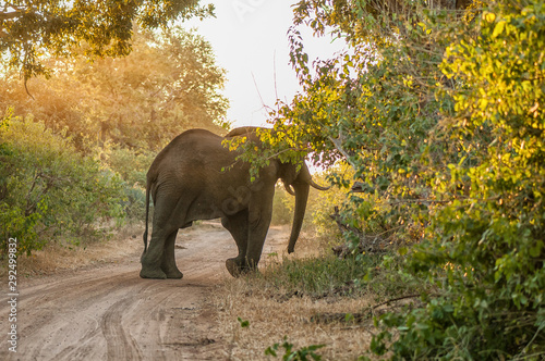 African elephant, Loxodonta africana, crossing a gravel road at sunset photo