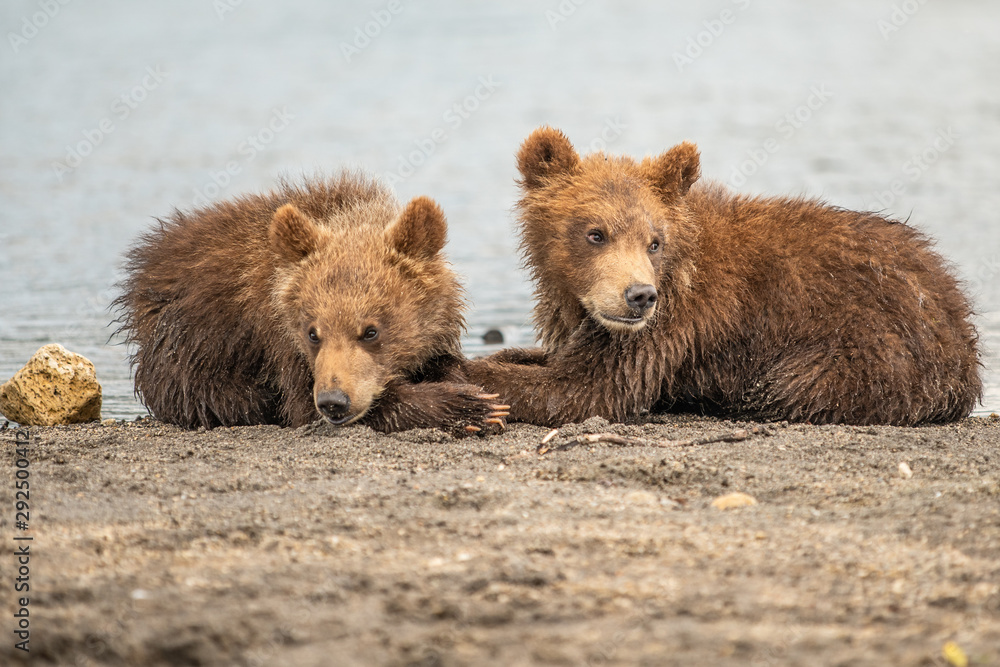 Fototapeta premium Ruling the landscape, brown bears of Kamchatka (Ursus arctos beringianus)