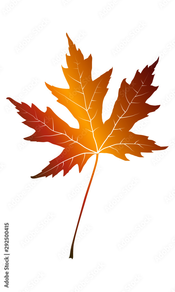 Fototapeta premium colour autumn vector maple leaf silhouette
