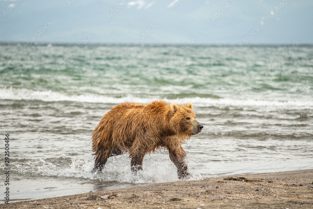 Ruling the landscape, brown bears of Kamchatka (Ursus arctos beringianus) Ruling the landscape, brown bears of Kamchatka (Ursus arctos beringianus)
