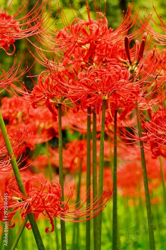 彼岸花