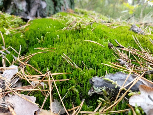 grass in the garden