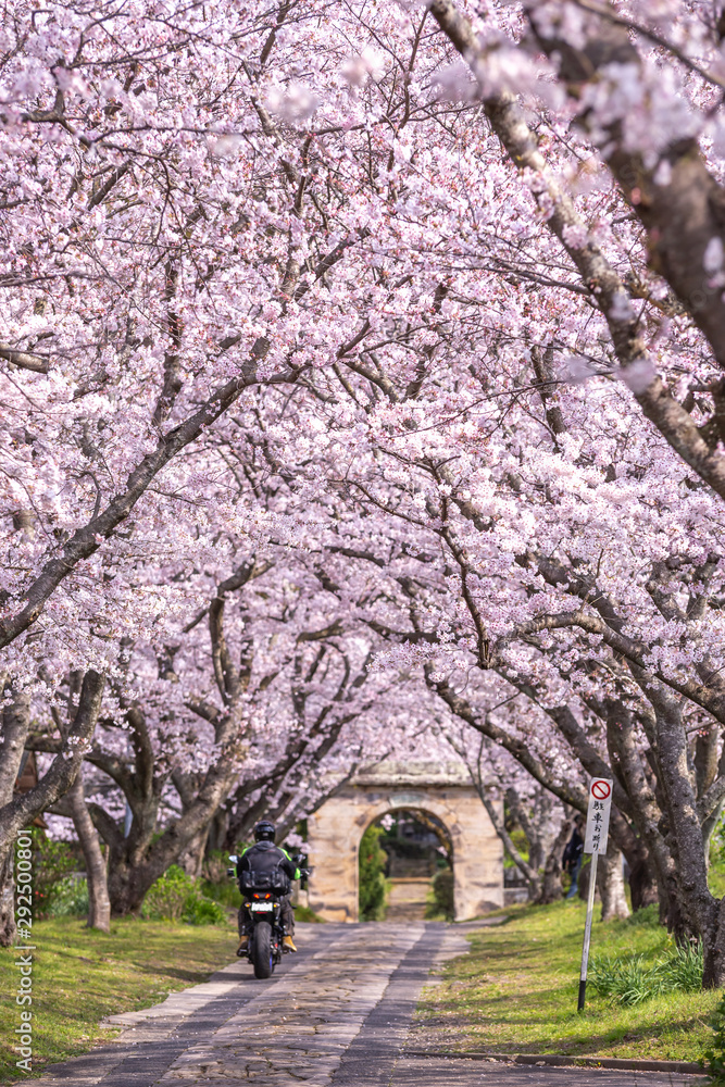 桜のアーチ　春イメージ