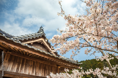 桜の花　春イメージ