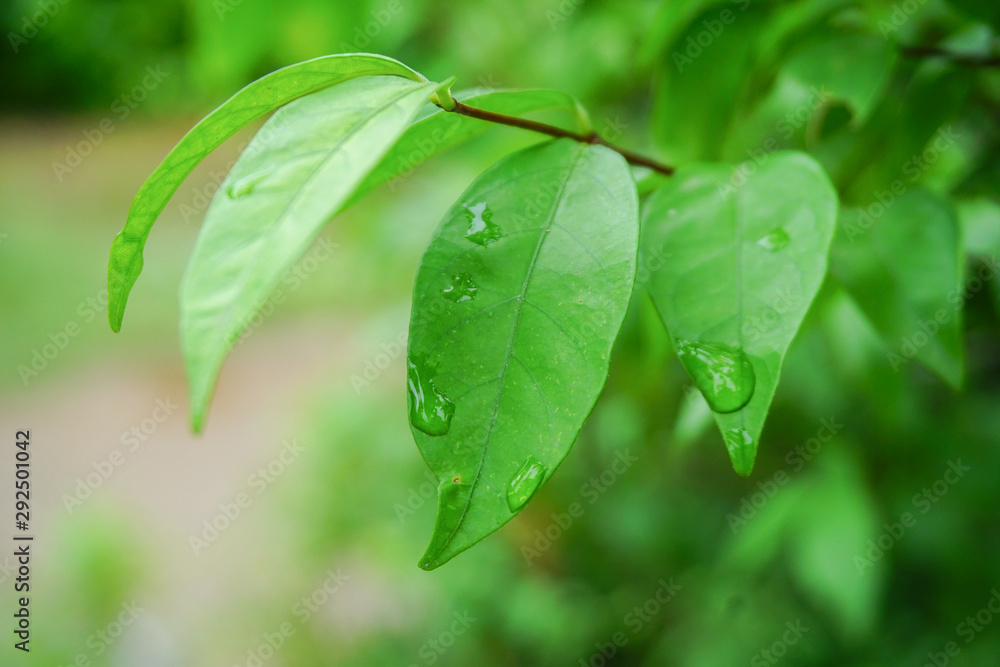 Fototapeta premium Water droplets on the leaves look fresh