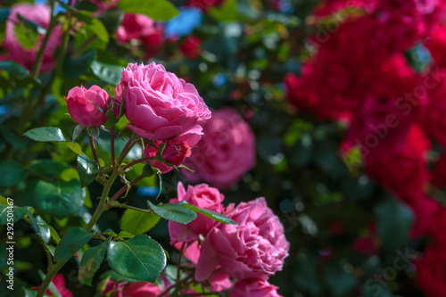 Wallpaper Mural バラの花 Torontodigital.ca