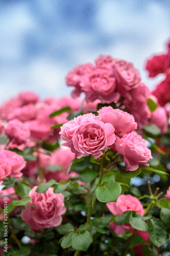 バラの花 バラの花