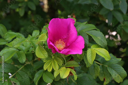 Flowers of dog-rose, rosehip growing in nature