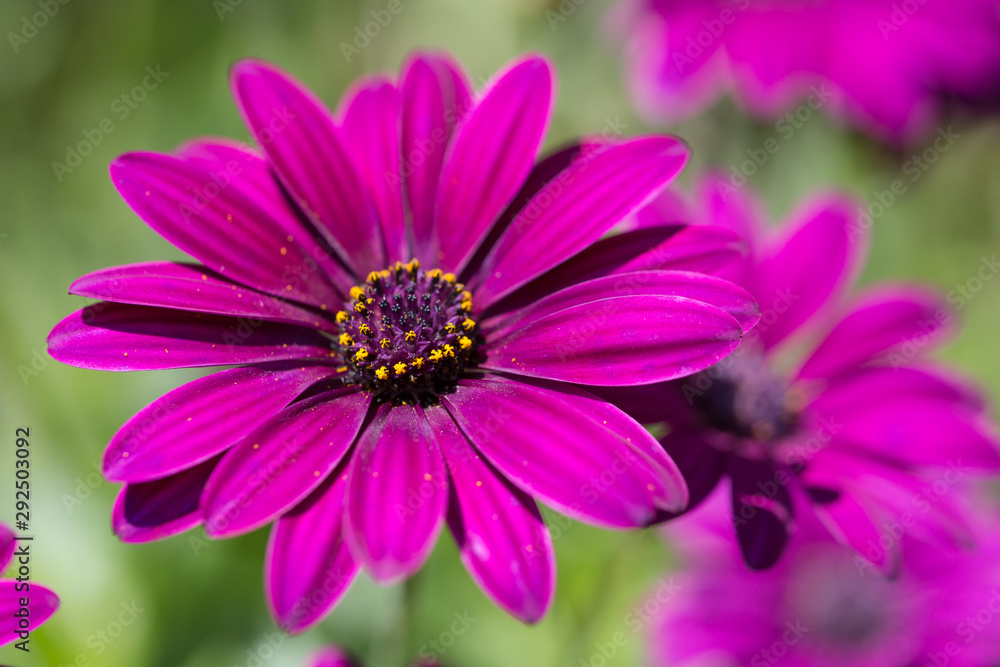 デイジーの花 デイジーの花