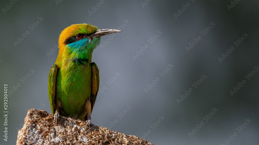 Green Bee Eater Green Bee Eater