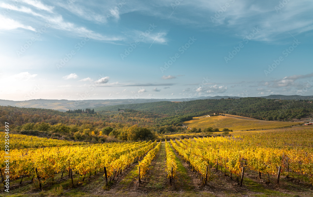 Golden vineyards in autumn at sunset, Chianti Region, Tuscany, Italy