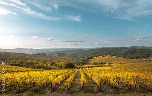 Golden vineyards in autumn at sunset  Chianti Region  Tuscany  Italy