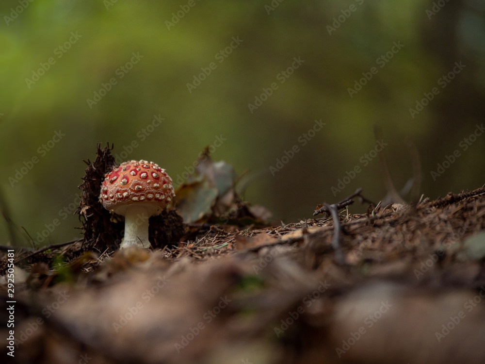 Amanita muscaria in the autumn forest. Autumn forest and mushrooms. Amanita muscaria in the autumn forest. Autumn forest and mushrooms.