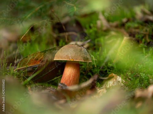 Neoboletus luridiformis growing up in a autumn forest. Mushroom in autumn forest.