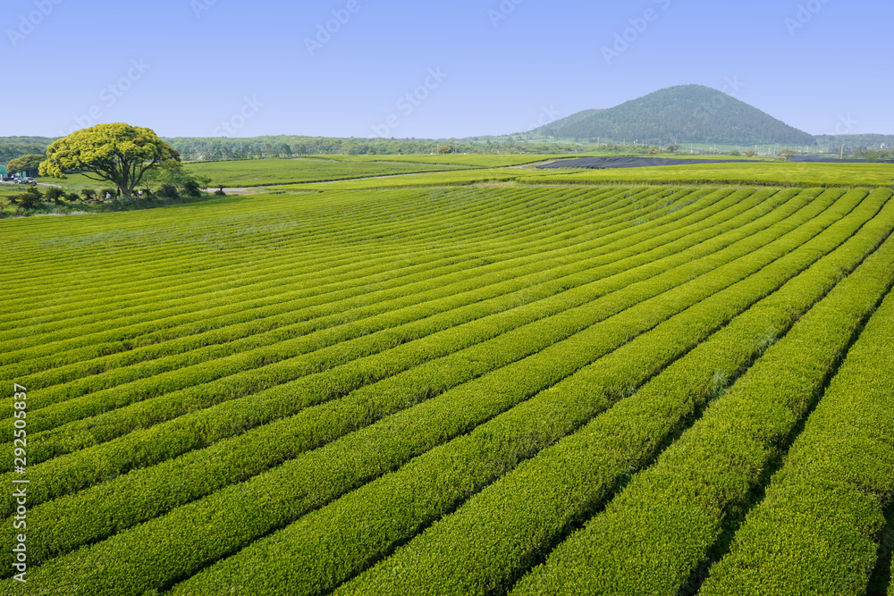 Green tea fields and mountain in Jeju Island, South Korea