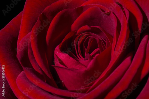 Macro view of a red rose