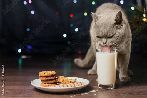  gray cat drinks milk from a glass. milk and cookies for santa. Christmas background.