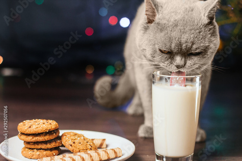  gray cat drinks milk from a glass. milk and cookies for santa. Christmas background.