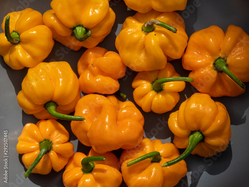 Hot Yellow Jamaican Scotch Bonnet Chili Pepper after harvesting photo