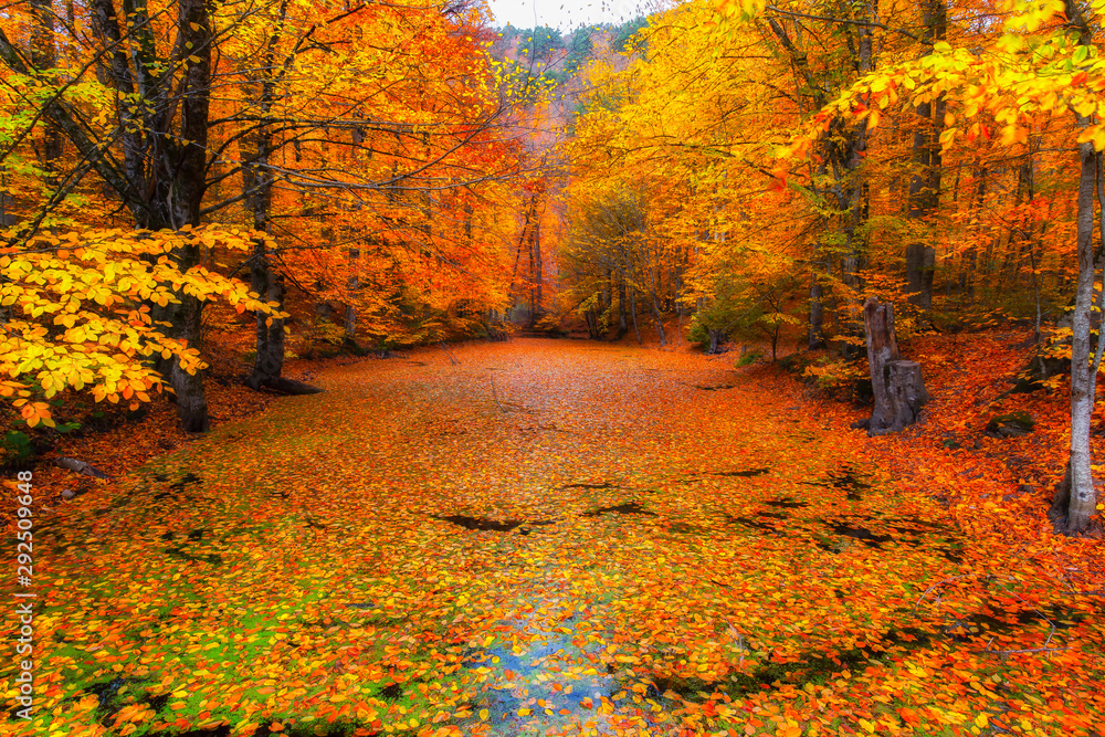 Naklejka premium Jesienny czas. Liście drzew kolorowe, żółte, pomarańczowe, czerwone. Wspaniały widok. Park Narodowy Yedigoller. Stambuł, Bolu, Turcja.