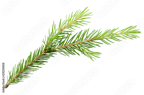 Spruce  pine branch without shadow on a white background. Object for advertising  packaging  christmas cards.