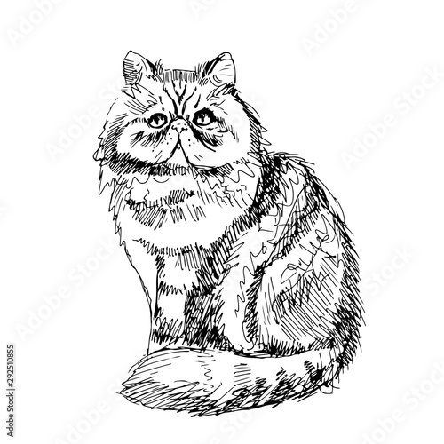 cat breed Exotic Shorthair face sketch vector black and white drawing photo