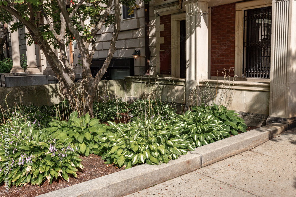 Blooming hostas outside an old brownstone entry, horizontal aspect Blooming hostas outside an old brownstone entry, horizontal aspect