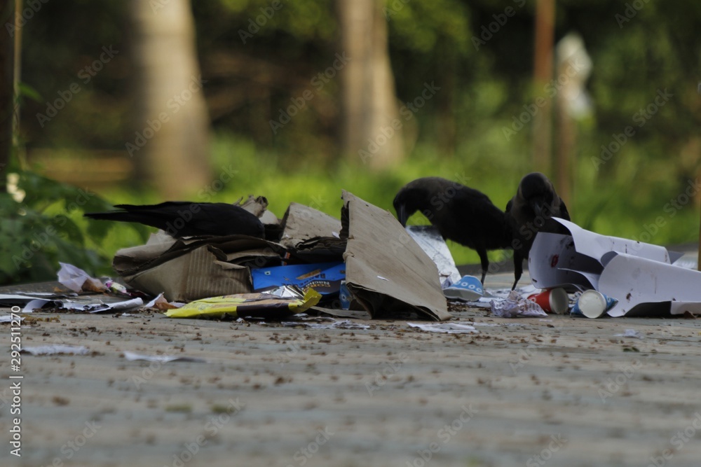 Fototapeta premium Crows having Garbage in there lunch.
