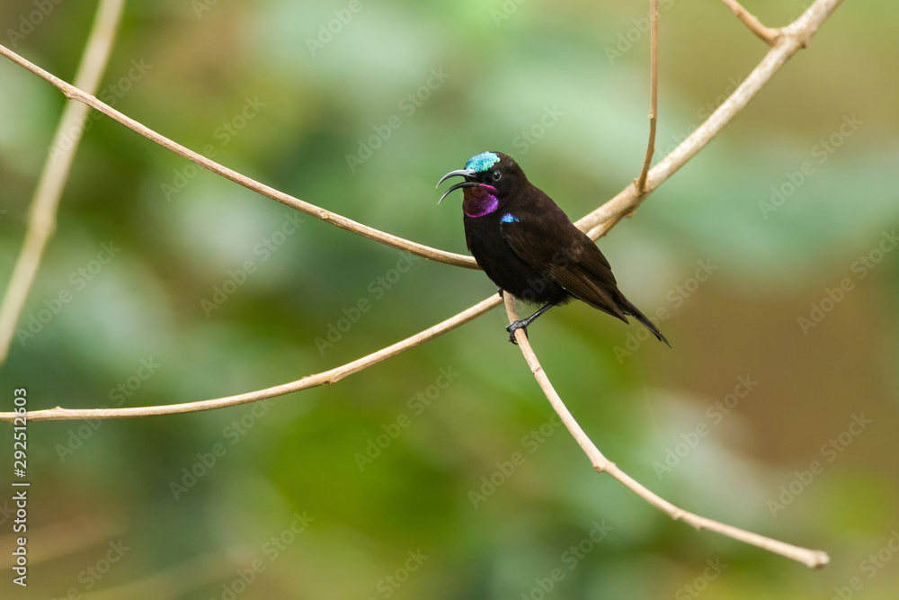 Male Amethyst or Black Sunbird (Chalcomitra amethystina) perched on branch, Kenya Male Amethyst or Black Sunbird (Chalcomitra amethystina) perched on branch, Kenya