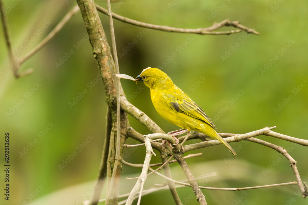 Holub's golden weaver (Ploceus xanthops) on branch, Kenya