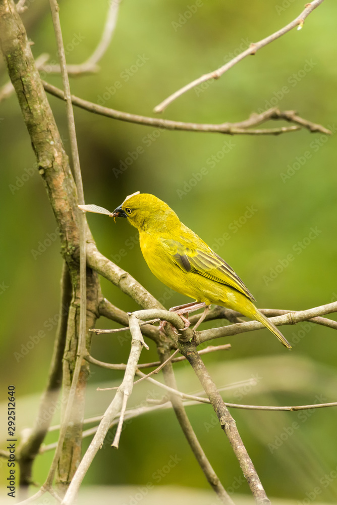 Holub's golden weaver (Ploceus xanthops) on branch, Kenya Holub's golden weaver (Ploceus xanthops) on branch, Kenya