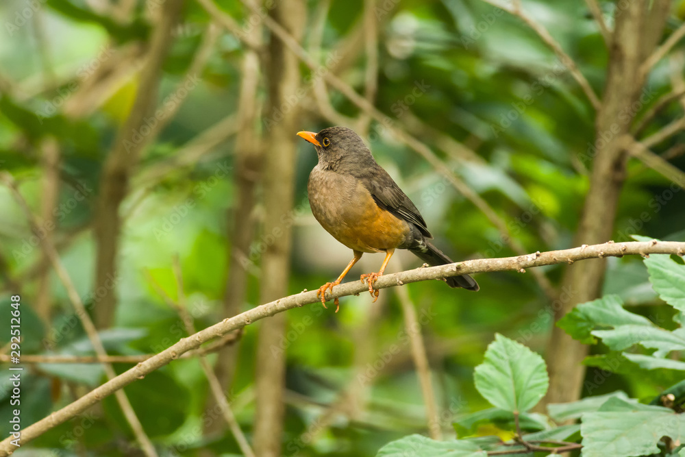 Olive Thrush (Turdus olivaceus) on branch, Kenya Olive Thrush (Turdus olivaceus) on branch, Kenya