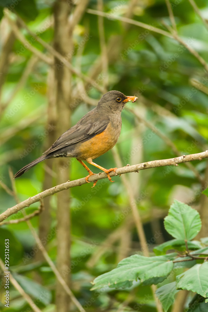 Olive Thrush (Turdus olivaceus) on branch, Kenya Olive Thrush (Turdus olivaceus) on branch, Kenya