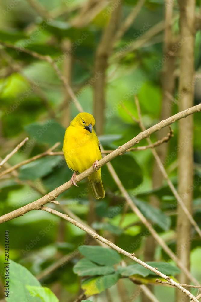 Holub's golden weaver (Ploceus xanthops) on branch, Kenya Holub's golden weaver (Ploceus xanthops) on branch, Kenya