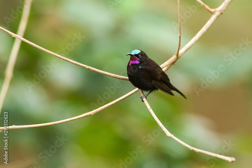 Male Amethyst or Black Sunbird (Chalcomitra amethystina) perched on branch, Kenya