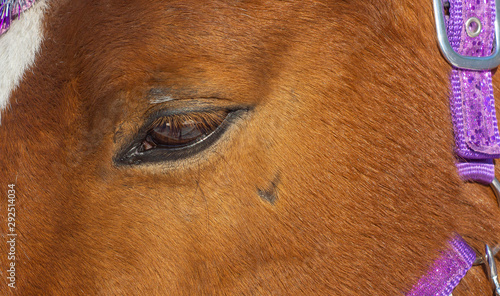  eye of a tired horse. eyes of animals. sleepy horse. animals at the zoo. horse riding