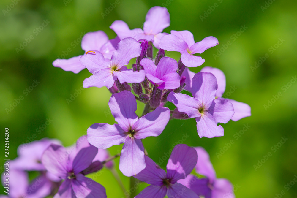  purple flowers in a summer green garden. healthy herbs. bright flower.
