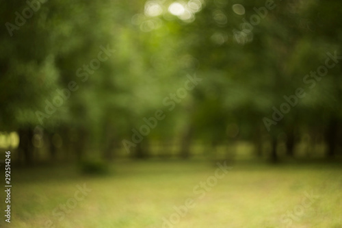 abstract unfocused fuzzy green forest foliage background  photo
