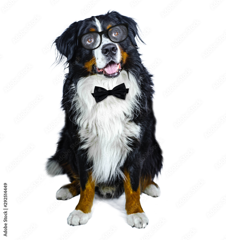 adult male bernese mountain dog in classy glasses and black bow tie on white isolated background. Headshot studio photo adult male bernese mountain dog in classy glasses and black bow tie on white isolated background. Headshot studio photo