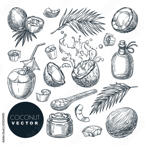 Coconut sketch vector illustration. Broken coco nuts with milk splashes and palm leaves. Hand drawn design elements