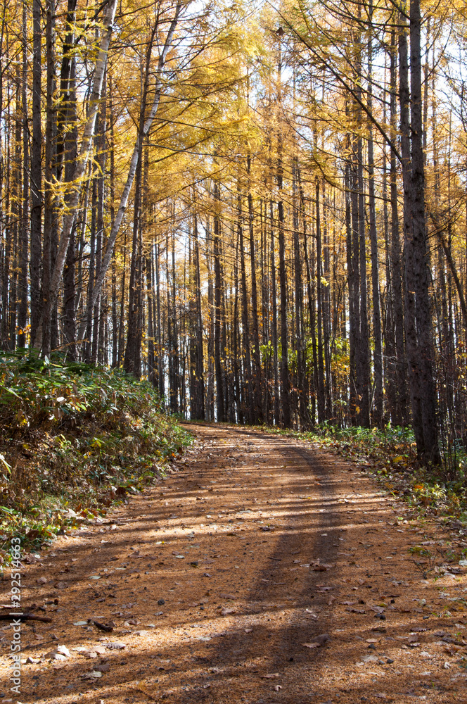 黄葉のカラマツ林と秋の山道