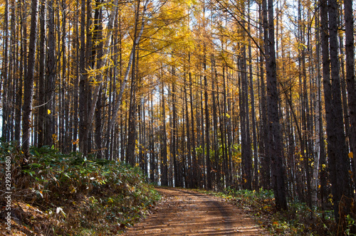 黄葉のカラマツ林と秋の山道