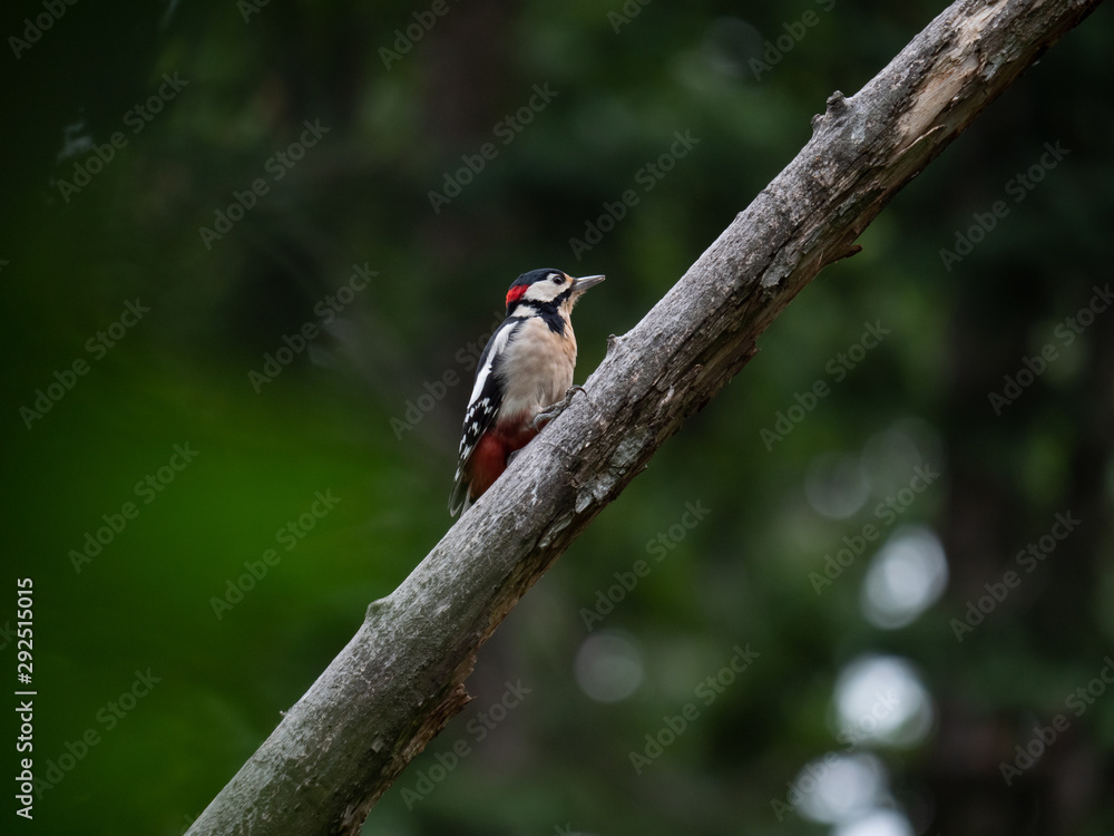 Fototapeta premium Woodpecker on the tree. Beautiful woodpecker in the forest.