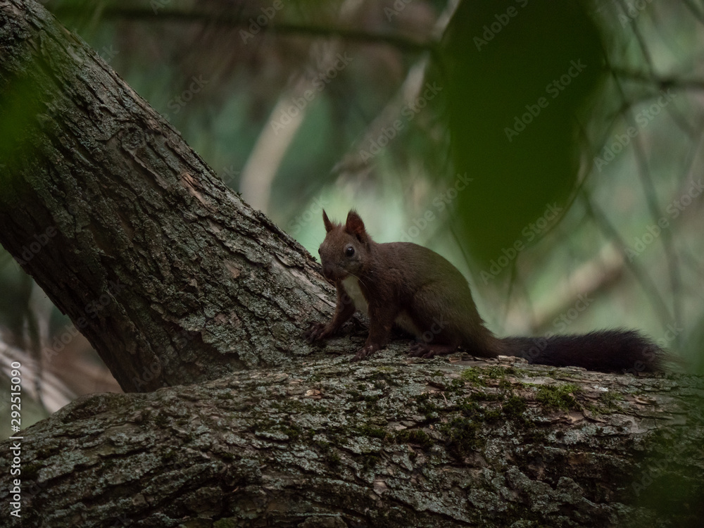 Squirrel on the tree. Summer park and squirrel. Squirrel on the tree. Summer park and squirrel.