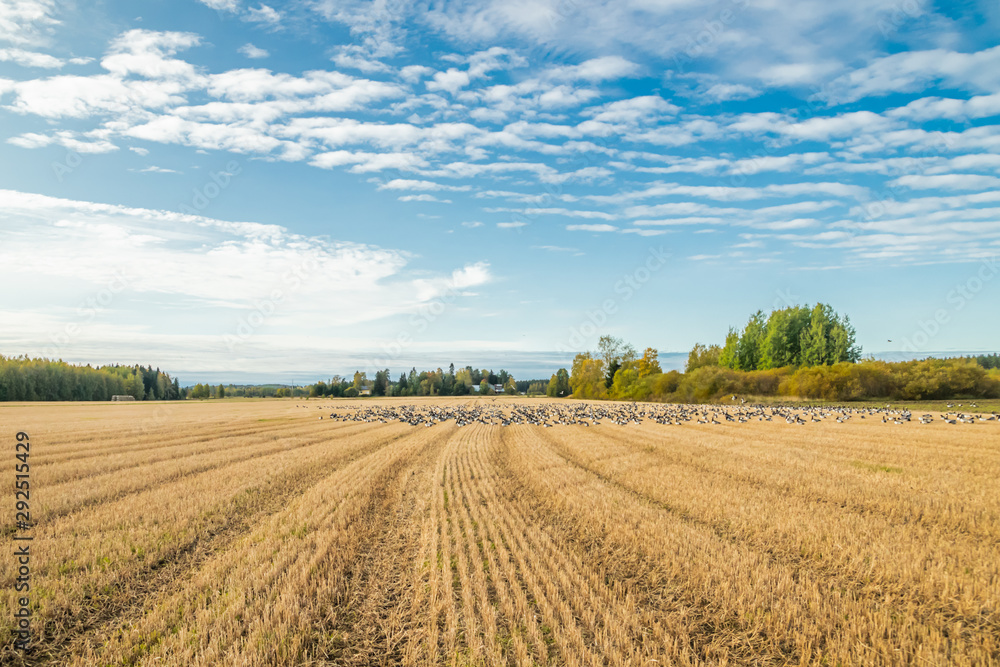 A big flock of barnacle gooses is sitting on a field. Birds are preparing to migrate south. September 2019, Finland