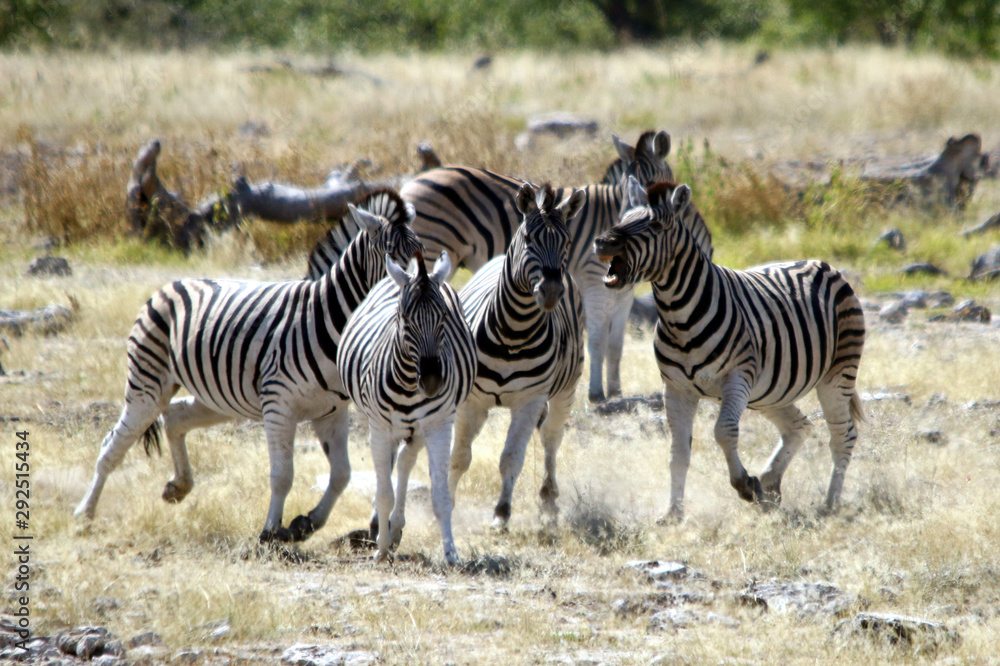 Obraz premium NAMIBIE