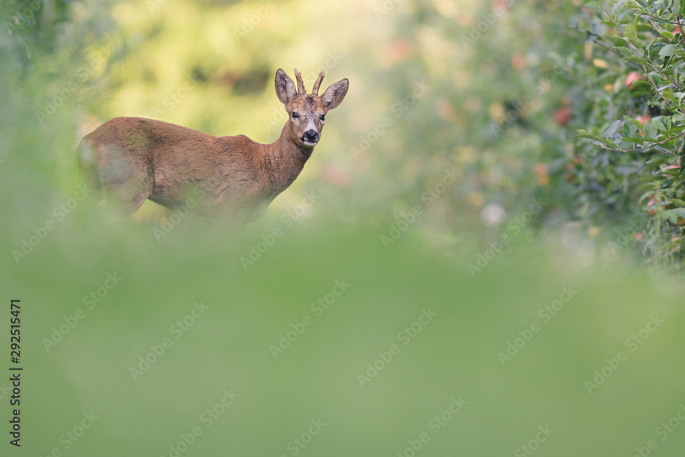 nice roe deer look nice roe deer look