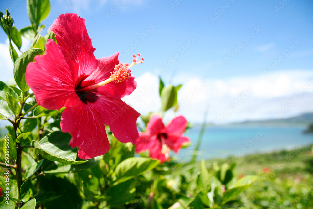 南の島のハイビスカスと青い空と海 沖縄 Stock 写真 Adobe Stock