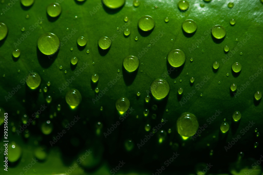 The dew drops on the leaves are not green